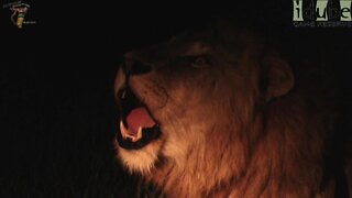 Male Lion Roars Fiercely At Night