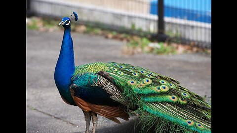 The most beautiful peacock in the world...so beautiful