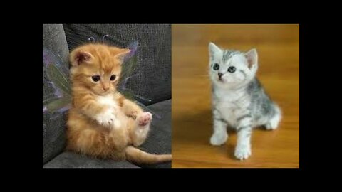 So cute cat video