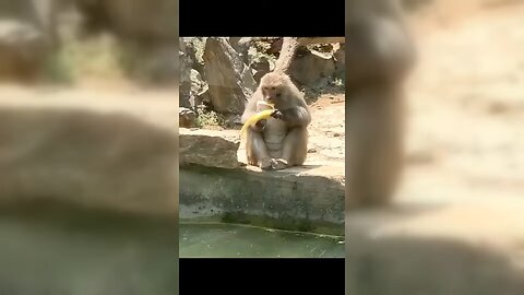 Funny Animal videos try not to laugh 2020