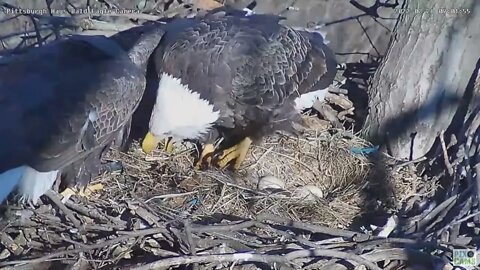 Hays Eagles Dad brings Mom breakfish Mom does great fly off 2022 02 28 9:01am