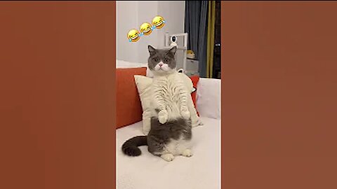 Funny Cats 🤣 videos