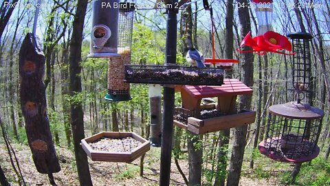 First ruby-throated hummingbird of season on PA Bird Feeder 2 on 4-26-2021