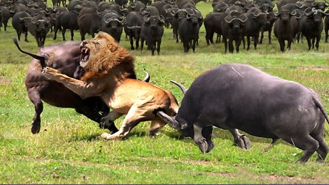 OMG...Angry Buffalo Herd Flick Lions Into Air To Rescue Impala - Lions vs Buffalo, Impala, Tiger