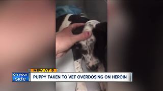 Two puppies saved after they accidentally ingest opioid