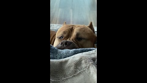 MASSIVE Pit Bull wants to cuddle on the couch 🦁😍🛋