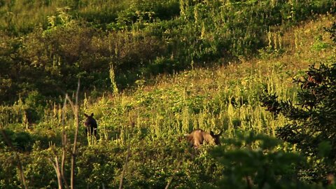 Mother Moose and Baby Walk Through Hillside