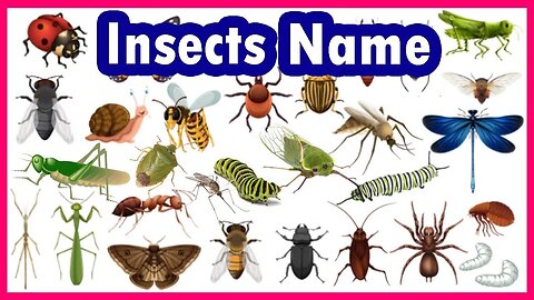 insect|insects|insects name|insects for kids|কীটপতঙ্গের নাম| কীটপতঙ্গ|কীট পতঙ্গের বাংলা ও ইংরেজি নাম