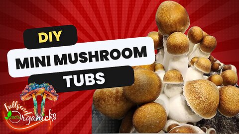 Mushroom Mini Tubs🍄 ( Reusable Fruiting chamber) start to finish!!