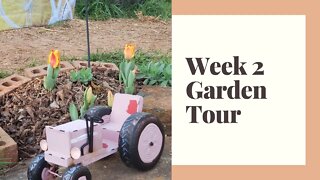 Week 2 Garden Tour of Greenhouse Plant Starts and Seedlings for Transplant