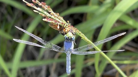 Another dragonfly visit April 16 2024