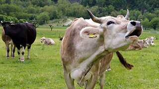 COW VIDEOS 🐄 COWS GRAZING 🐄 COW SOUNDS