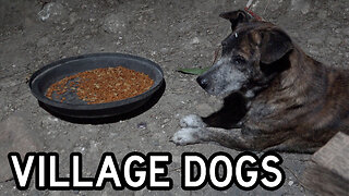 Philippines Village Dogs React to "Real" Dogfood for the First Time