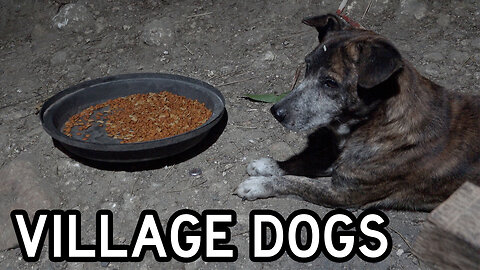 Philippines Village Dogs React to "Real" Dogfood for the First Time