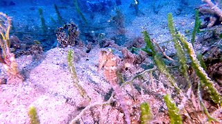 Sea horses devour shrimp as they hide among the vegetation in Fiji