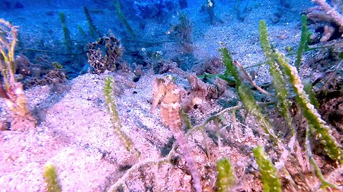 Sea horses devour shrimp as they hide among the vegetation in Fiji