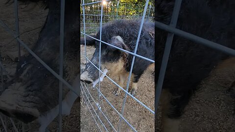 Mangalitsa- why do they foam #homesteading #Mangalitsa