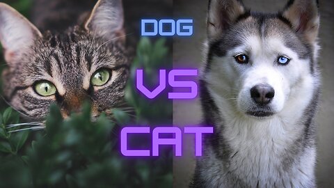 Adorable Battle | Dog vs Cat