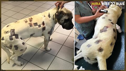 Mulher encontra cachorro cheio de buracos. Ao levá-lo ao veterinário, descobre 27 balas dentro dele