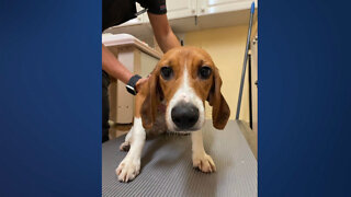 Beagles rescued from research facility arrive in Palm Beach County