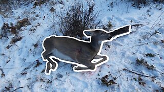 Big White-Tailed Doe Taken During Idaho Rifle Sesson