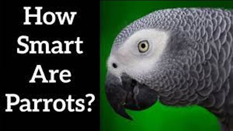 Smart Parrot ❤️