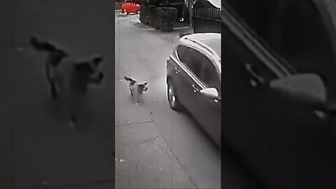 Dog saves little girl from kidnappers