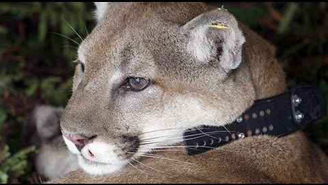 L.A. Griffith Park's Sole Cougar, Known as 'P-22', Is Euthanized