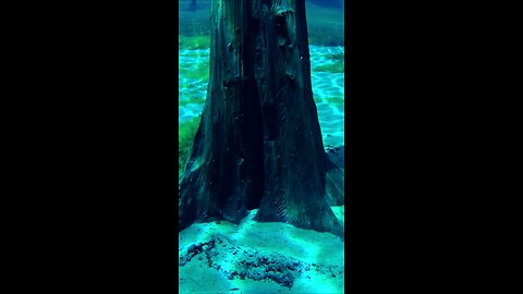 3000 year old underwater trees