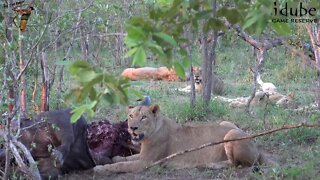 Mapogo Bloodline Caught A Buffalo | Lions Of The Sabi Sand