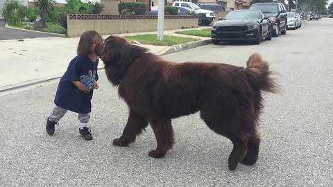 Newfoundland Gives Good Luck Kisses Before Toddlers Big Game