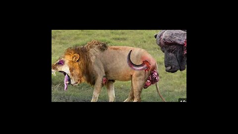 Shocking Moments When Painful Lions Are Attacked And Tortured By Africa's Deadliest Preys