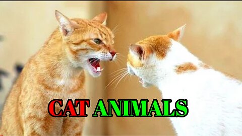 Cate funny video | Cate animal video | Dog animal video