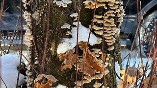 Turkey Tail Tincture