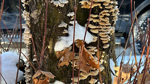 Turkey Tail Tincture