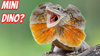 The Weirdest Australian Lizard To Ever Live!