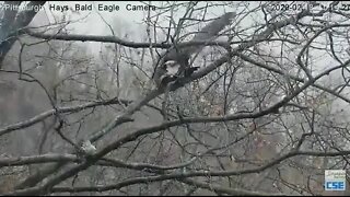 Hays Eagles Dad mating with Mom on branch 2020 02 13 1014AM