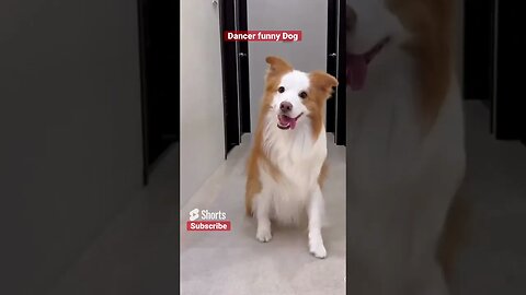 My cute dog dancing & making TikTok video