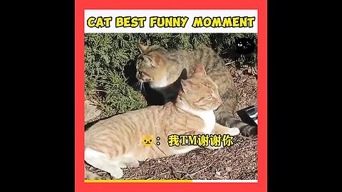 CATS BEST #FUNNY# SCENE 😅