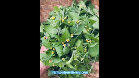 Vermont Pure Herbs~Quickweed