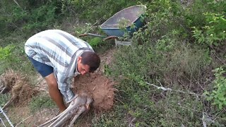 Mudando muda de coqueiro do mato