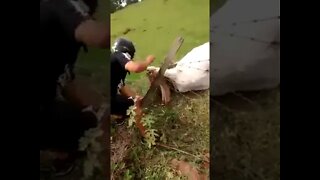 Homens salvando vaca agarrada na cerca de arame farpado