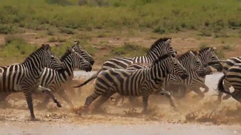 Wild dazzle of zebras cooling in watering pond and scared by approaching danger of predator in savan