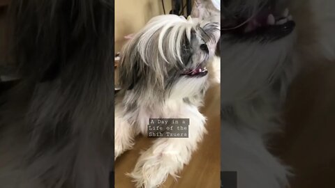 A day in a life of Shih Tzuers 🐾