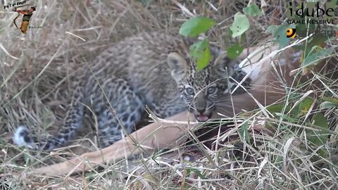 Leopard And Cub With A Meal