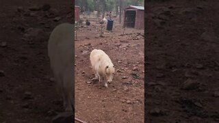 Miniature horse at the Grand Canyon Deer Farm