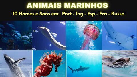 Animais Marinhos