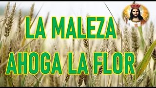 LA MALEZA AHOGA LA FLOR - JESUCRISTO REY A DANIEL DE MARÍA