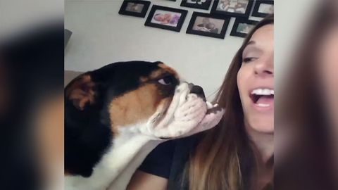Cute Bulldog Whining About Watching TV Will Brighten Your Day