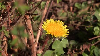 time lapse dandelion and daisy